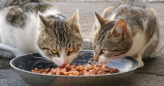 open farm cat food