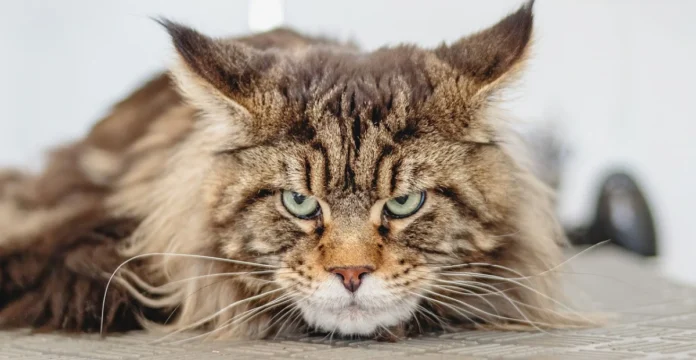 Black Footed Cat