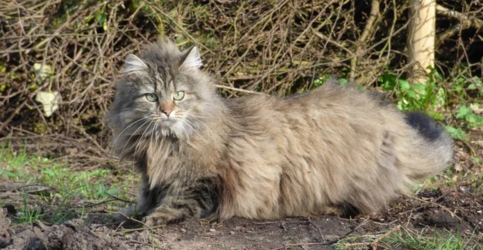 british longhair cat