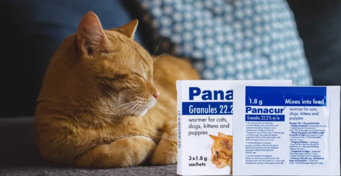 Panacur for Cats