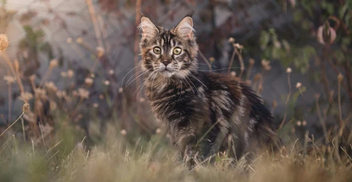 Short Hair Maine Coon