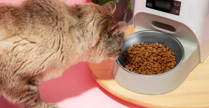 best cheap cat food