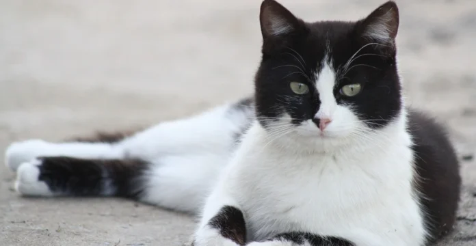 cats with black and white