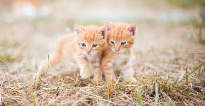 orange kitten