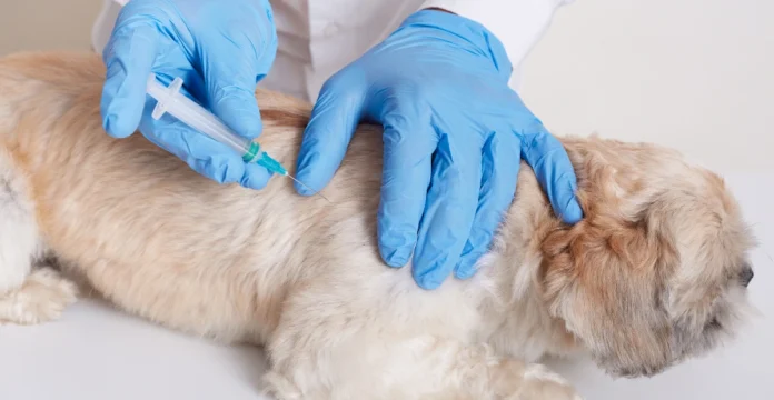 fvrcp feline vaccine